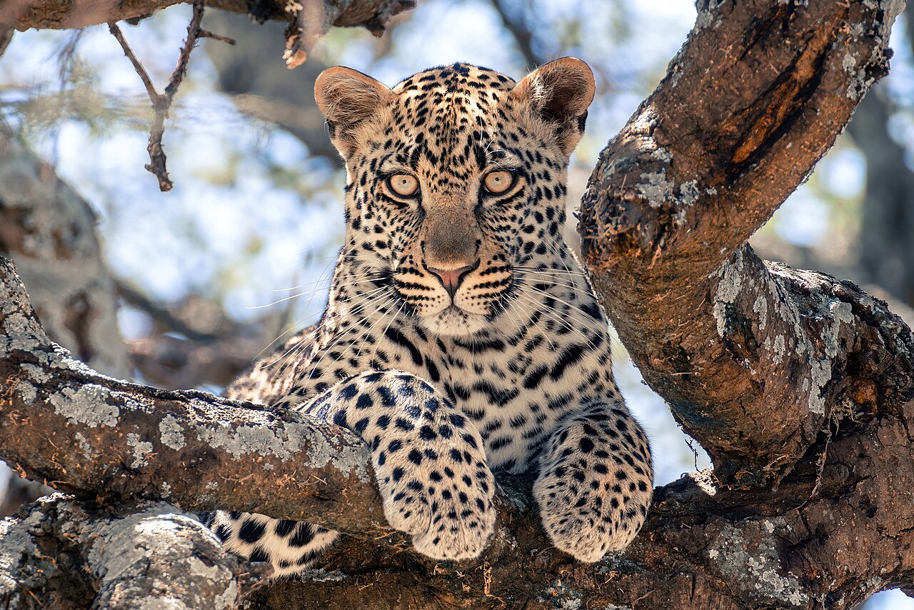 Leopard 2