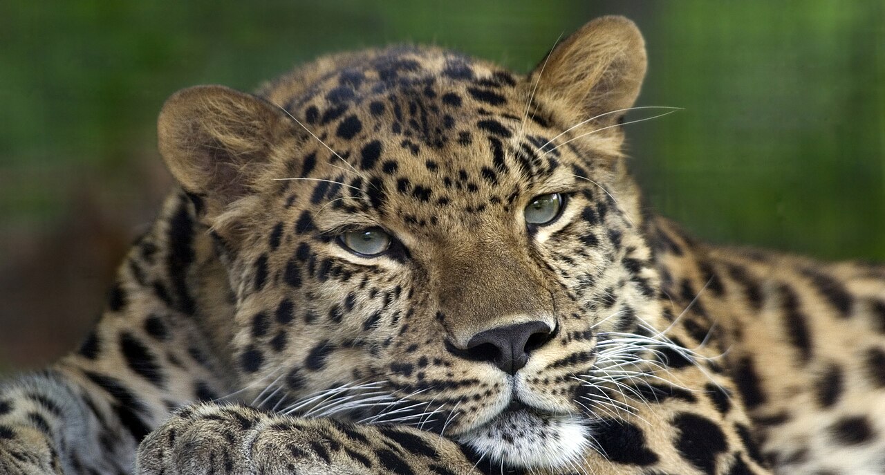 Leopard 2