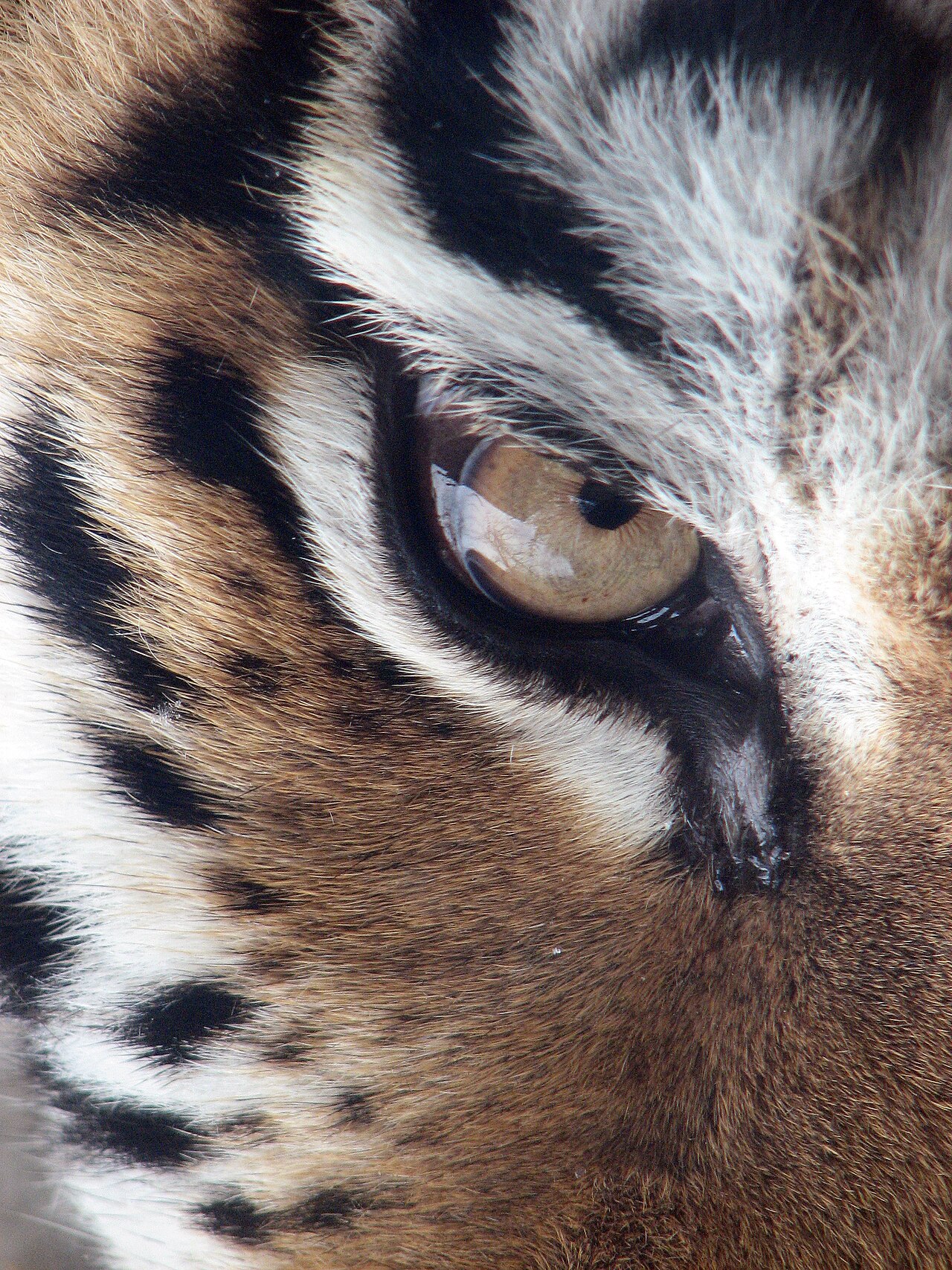 Tiger I