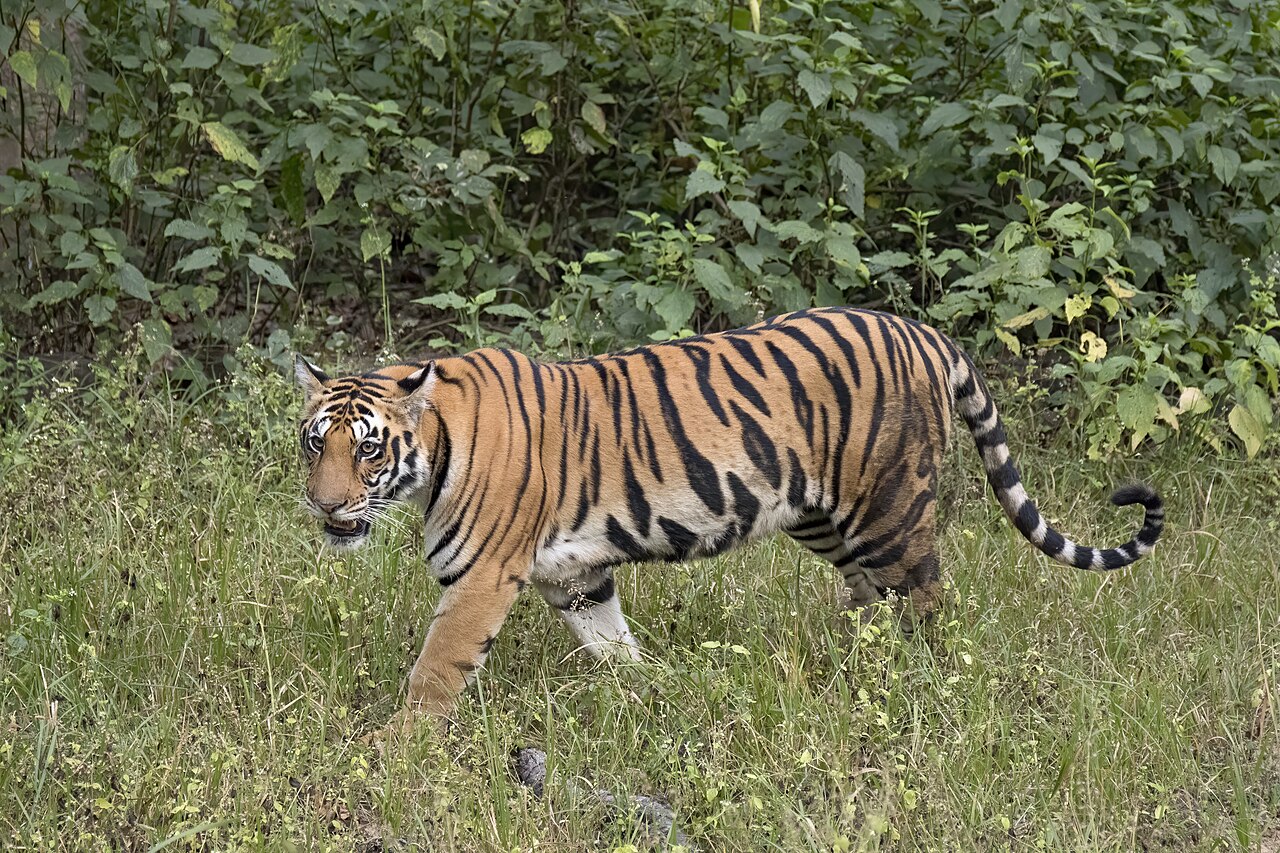 Tiger I
