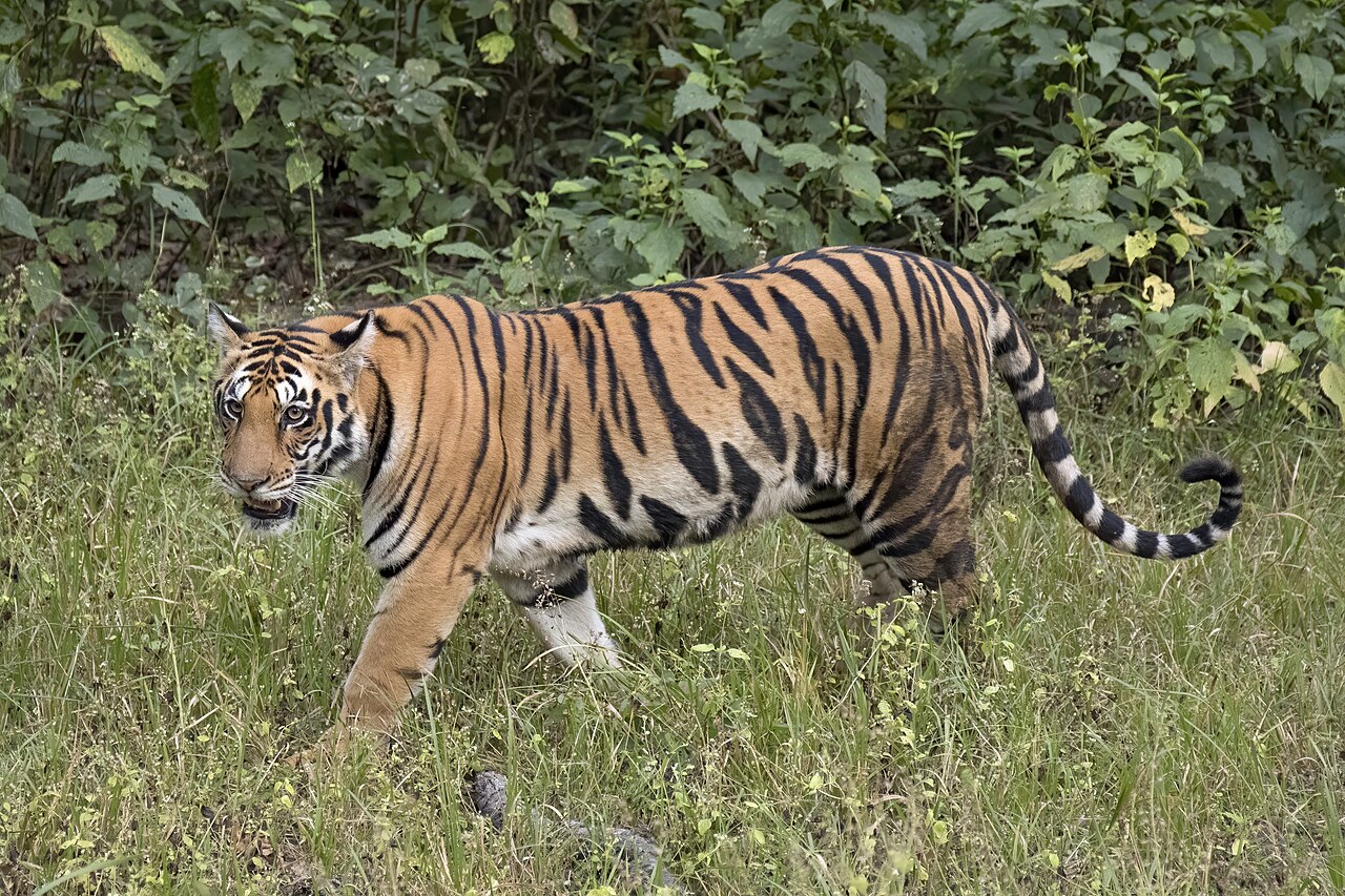 Tiger I