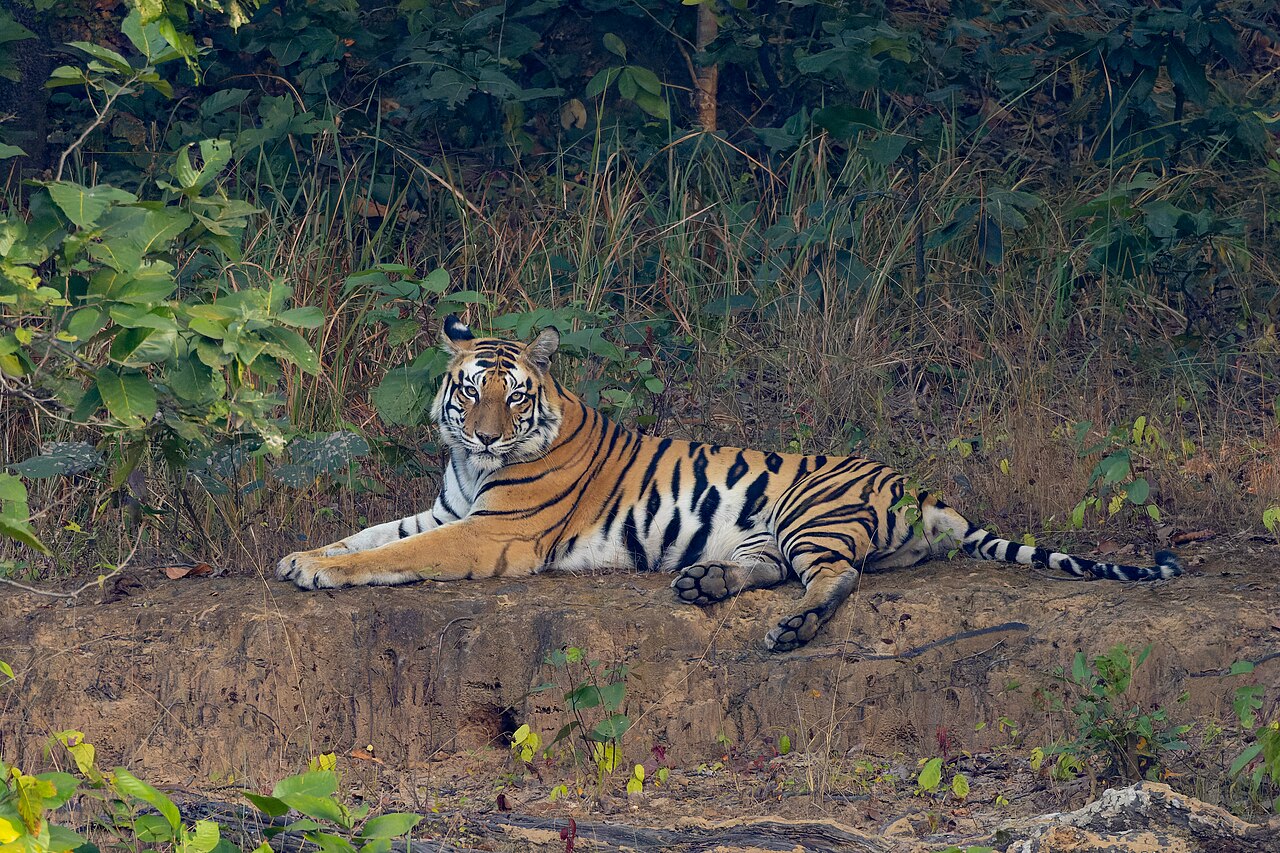 Tiger I