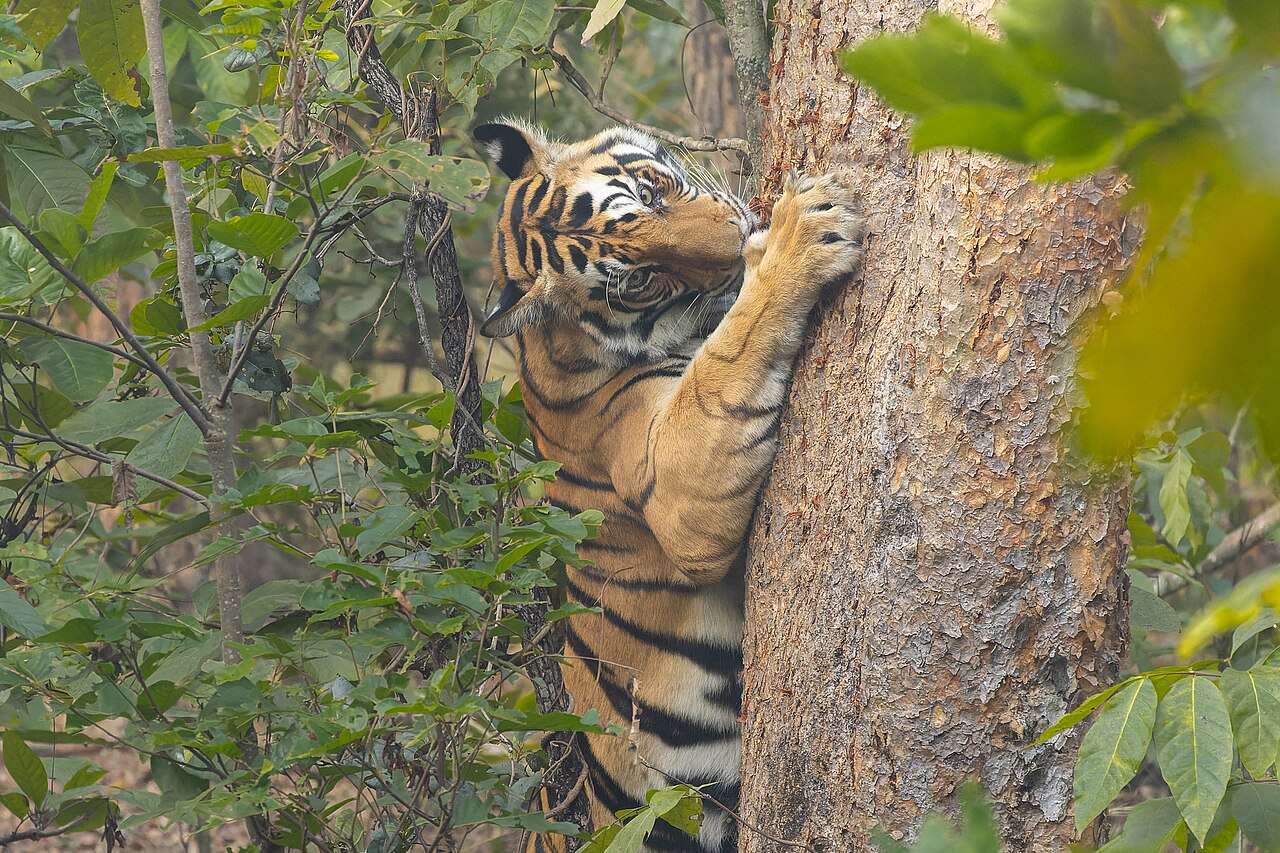 Tiger I