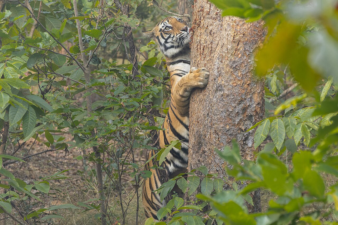 Tiger I